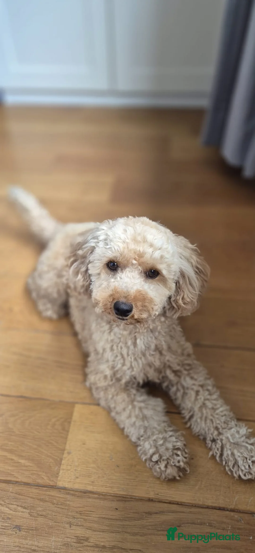 Kruising honden te koop: 2 super schattige toy/dwerg poedeltjes in Sint Philipsland - Advertentie 2