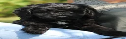 Cockapoo honden te koop: Knappe Cockapoo pups - Advertentie 3