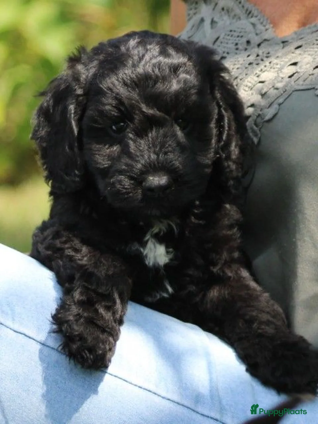 Cockapoo honden te koop: Knappe Cockapoo pups - Advertentie 2
