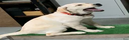 Labrador Retriever honden te koop: De ouders zijn van Uitmuntende afstamming! - Advertentie 8