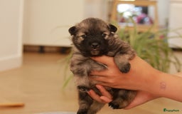 Keeshond honden te koop: Kruising Keeshond X Japanse Spits - Afbeelding 13