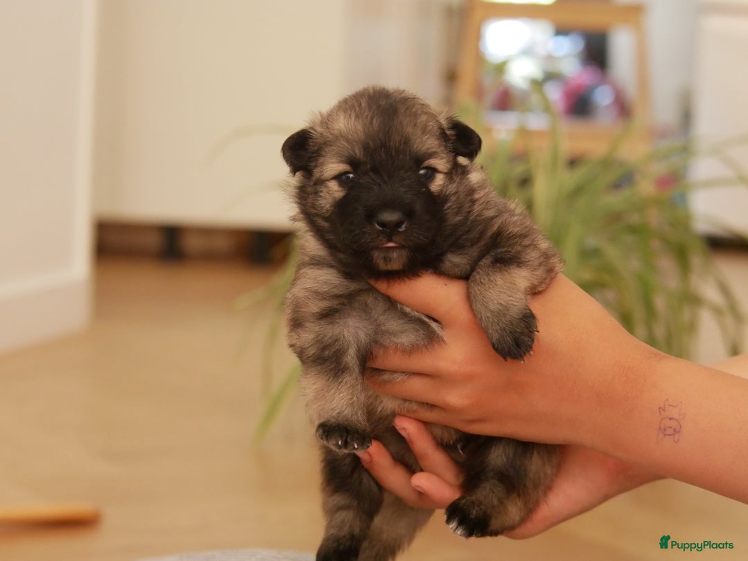 Keeshond honden te koop: Kruising Keeshond X Japanse Spits - Afbeelding 13