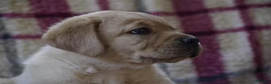 Labrador Retriever Bennie