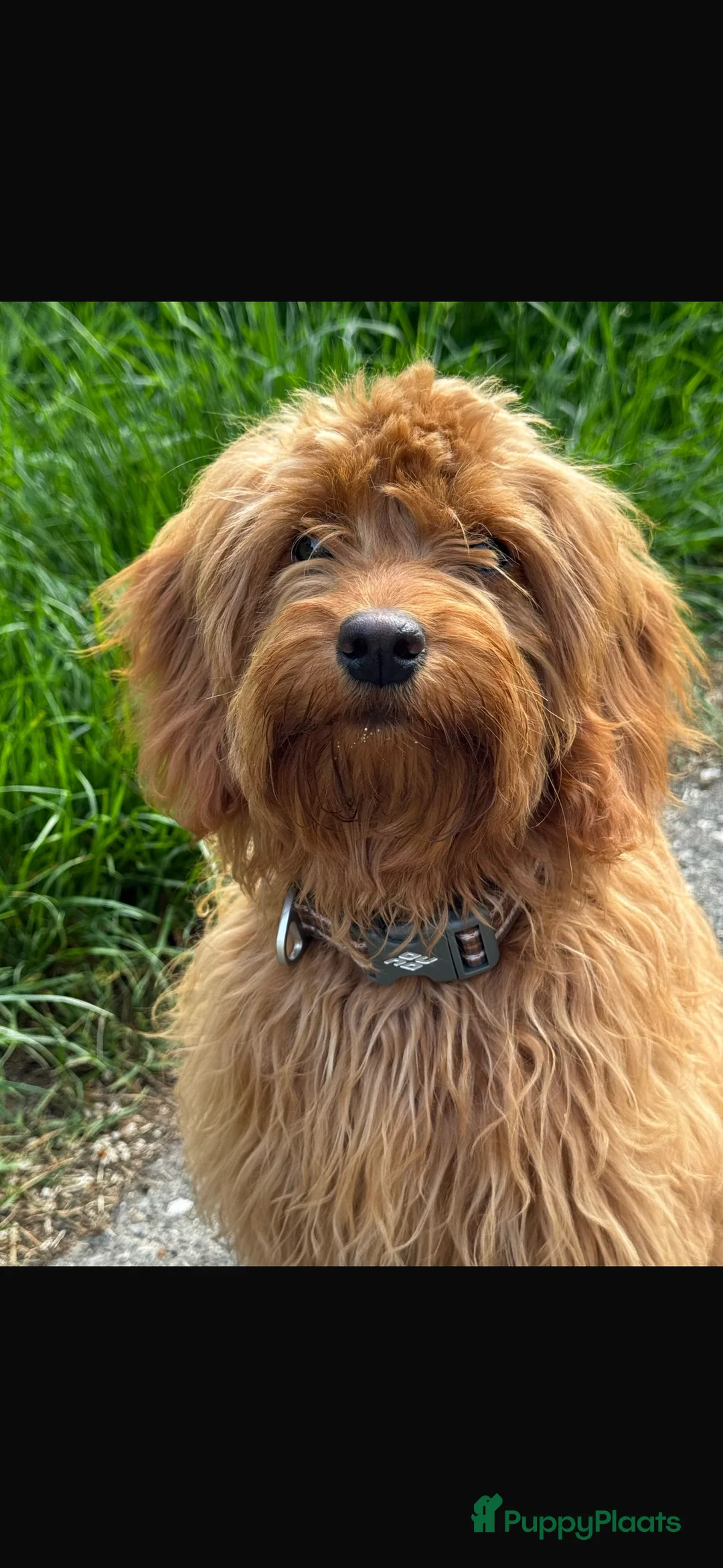 Goldendoodle honden te koop: Prachtige goldendoodle mini s  - Advertentie 20