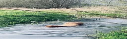 Labradoodle honden ter dekking: KNAPPE AUSTRALIAN LABRADOODLE DEKREU - Advertentie 4