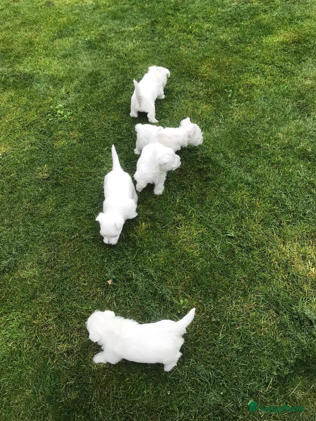 West Highland White Terriër honden te koop: TE KOOP PRACHTIGE WEST HIGHLAND WHITE TERRIËR PUPS - Advertentie 8