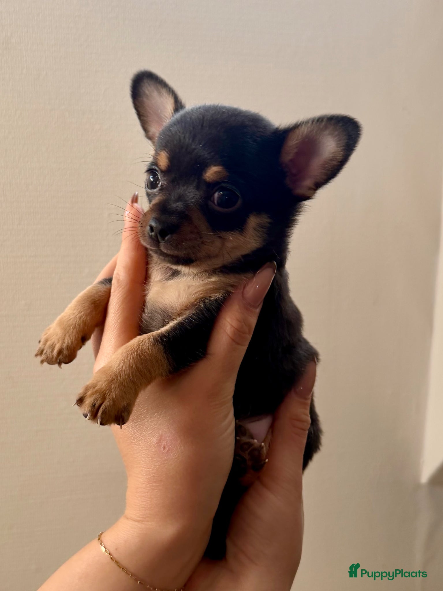 Chihuahua honden Chihuahua pups - Advertentie 2