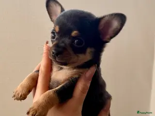 Chihuahua honden Chihuahua pups - Advertentie 2