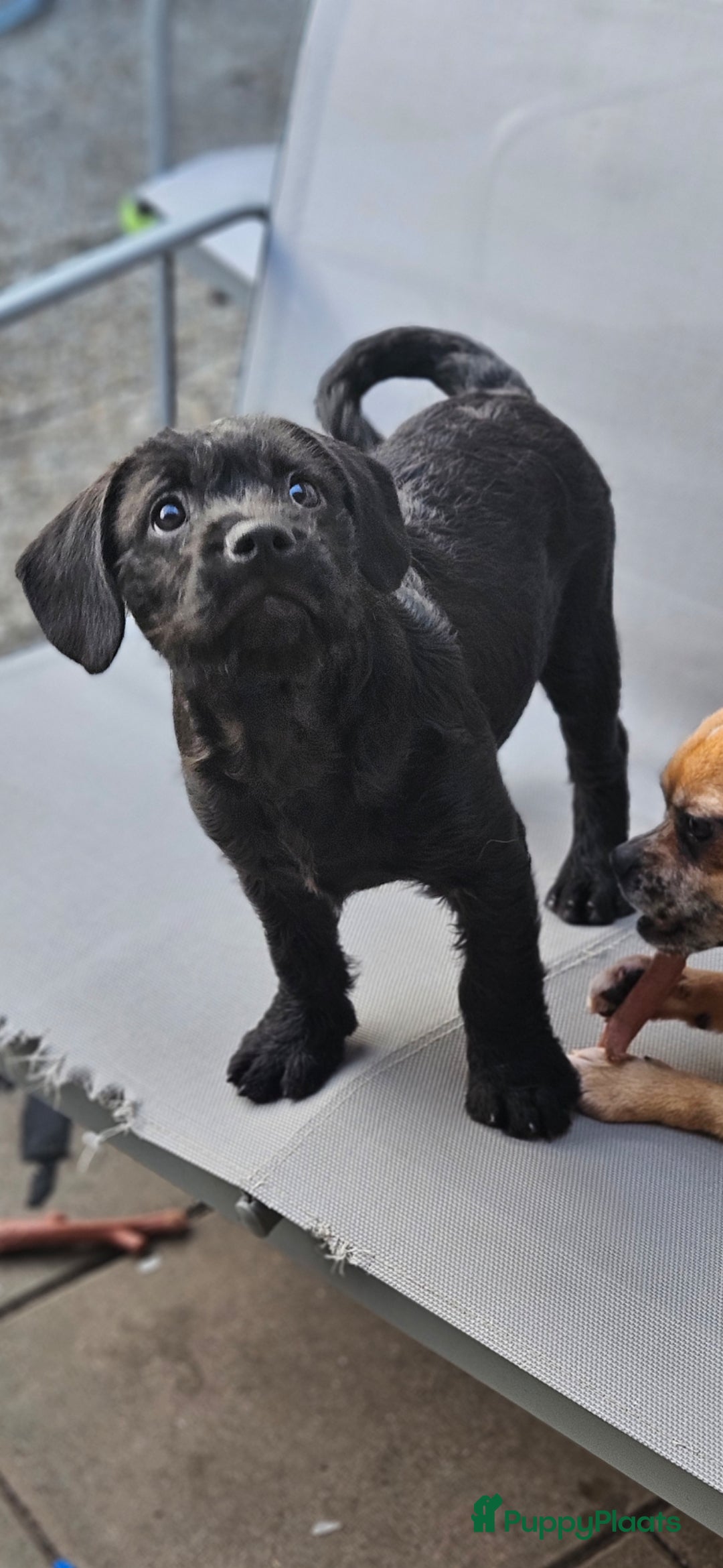 Kruising honden Super lieve Franse bulldog x toypoedel. - Advertentie 1