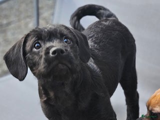 Kruising honden Super lieve Franse bulldog x toypoedel. - Advertentie 1