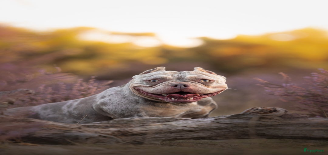 Galerij afbeelding {{count}}