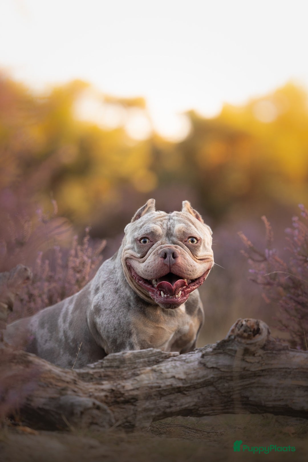 Galerij afbeelding {{count}}