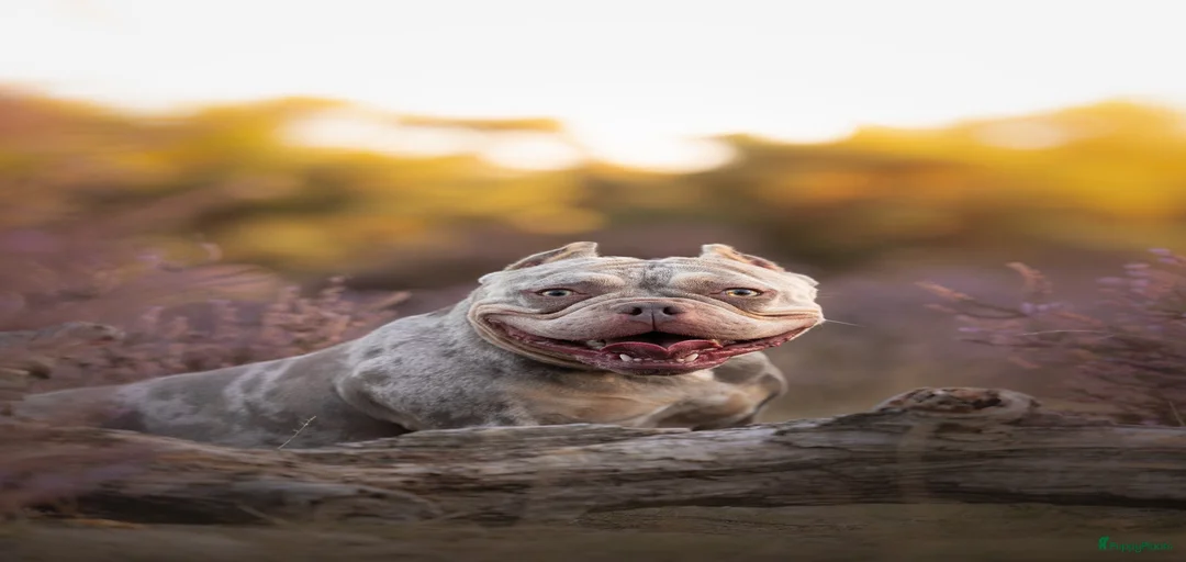 Galerij afbeelding {{count}}