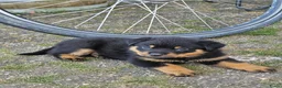 Rottweiler honden te koop: Super lieve sociale puppy's  - Advertentie 1