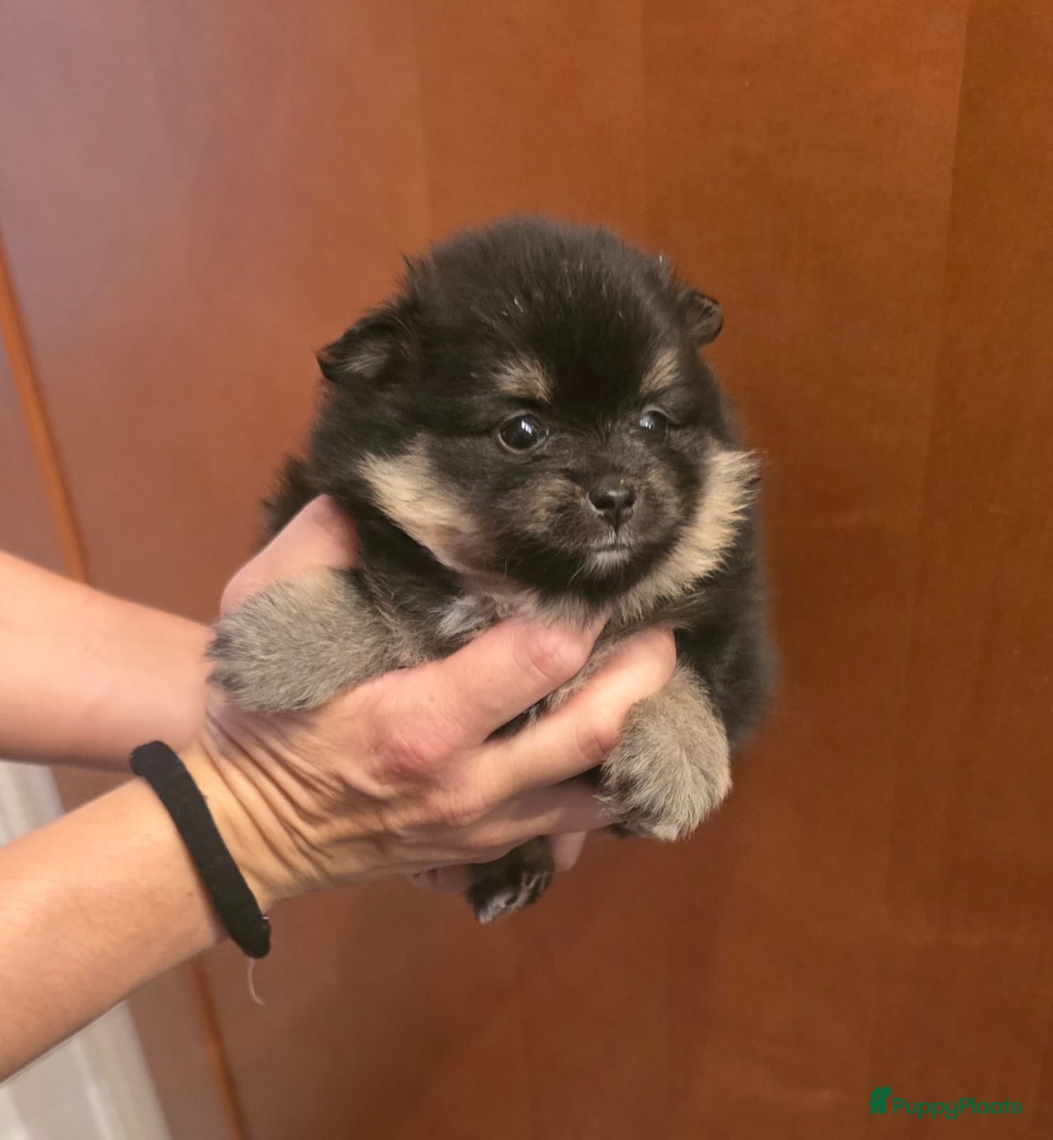 Pomeriaan honden Mooie Mini Pomeriaan pups - Advertentie 1
