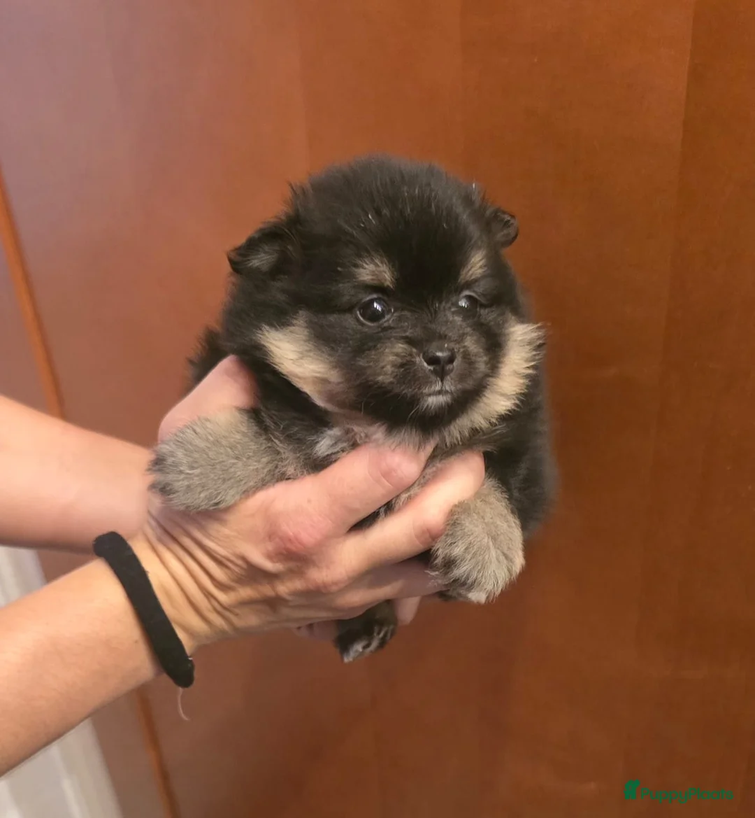 Pomeriaan honden te koop: Mooie Mini Pomeriaan pups - Advertentie 2