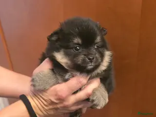Pomeriaan honden Mooie Mini Pomeriaan pups - Advertentie 1