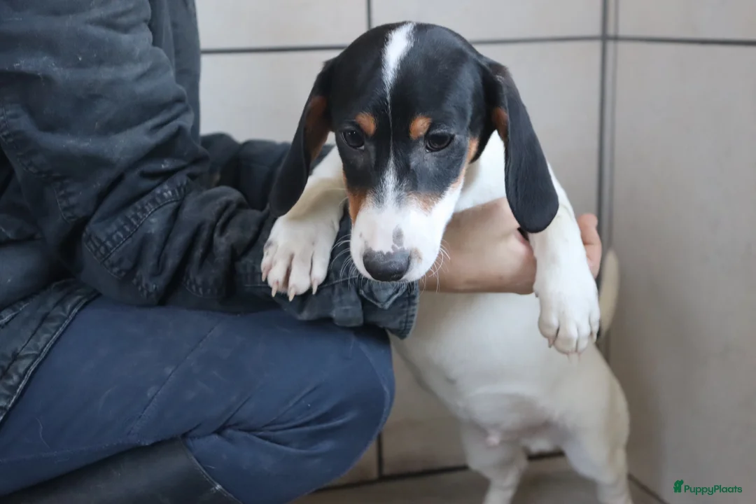 Jack Russel Terriër honden te koop: Zeer lieve en mooie jack russels te koop - Advertentie 18