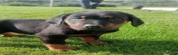 Beauceron honden te koop: Gezinshond Beauceron  in Strijbeek - Advertentie 10