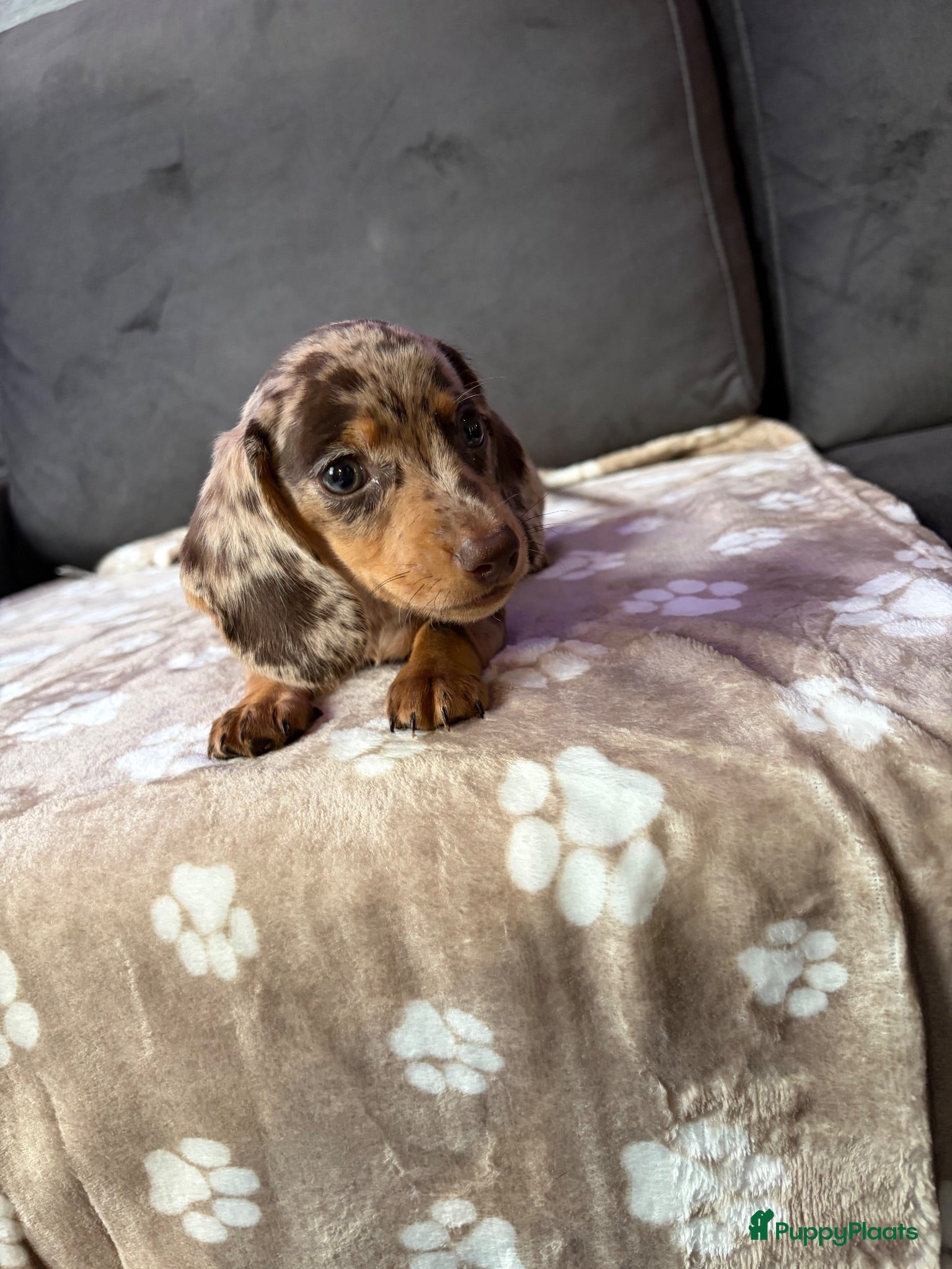 Teckel (korthaar)  honden Dwerg Harlequin Teckel pupjes - Advertentie 2
