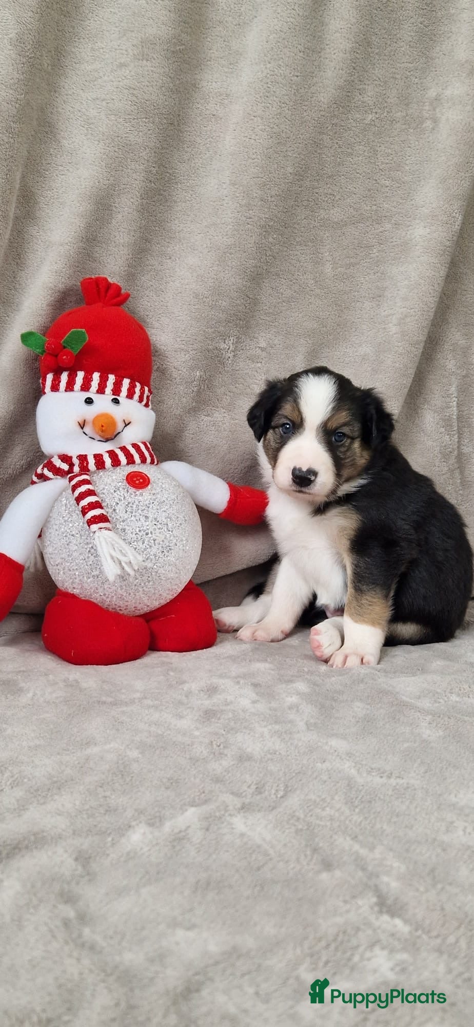 Border Collie honden Border collie pups - Advertentie 1