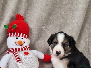 Border Collie honden Border collie pups - Advertentie 2