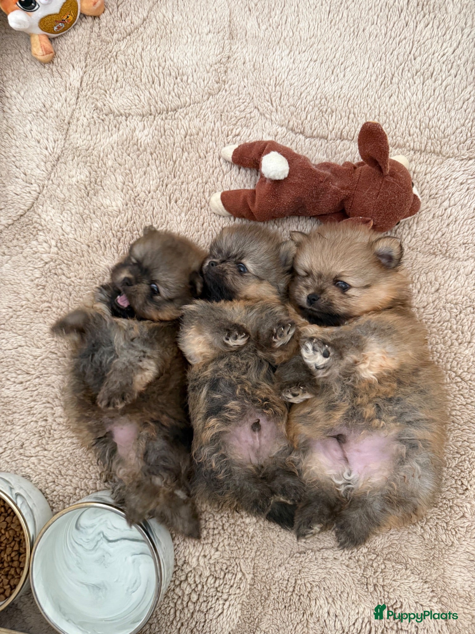 Pomeriaan honden 3 prachtige Pomeriaan pups  - Advertentie 3