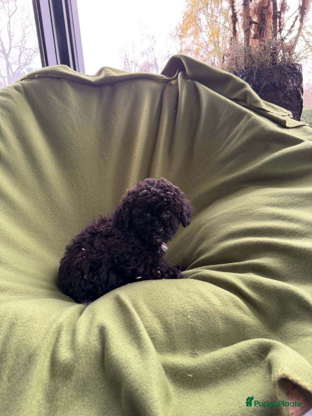 Maltipoo honden te koop: Maltipoo (Maltezer x Toy poedel) pups - Advertentie 3