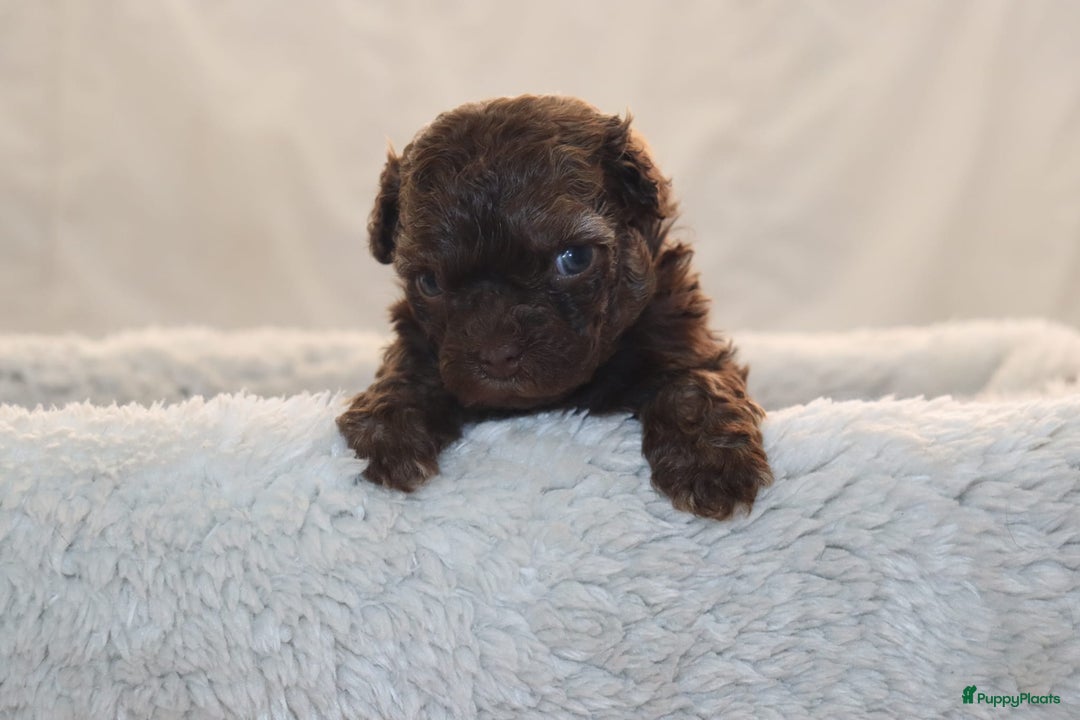 Bolonka Zwetna honden te koop:  We hebben nog 1 ♂️ bolonka zwetna beschikbaar  - Advertentie 4