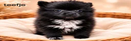 Kruising honden te koop: Mooie pomeriaan/ dwergkees pups - Advertentie 2