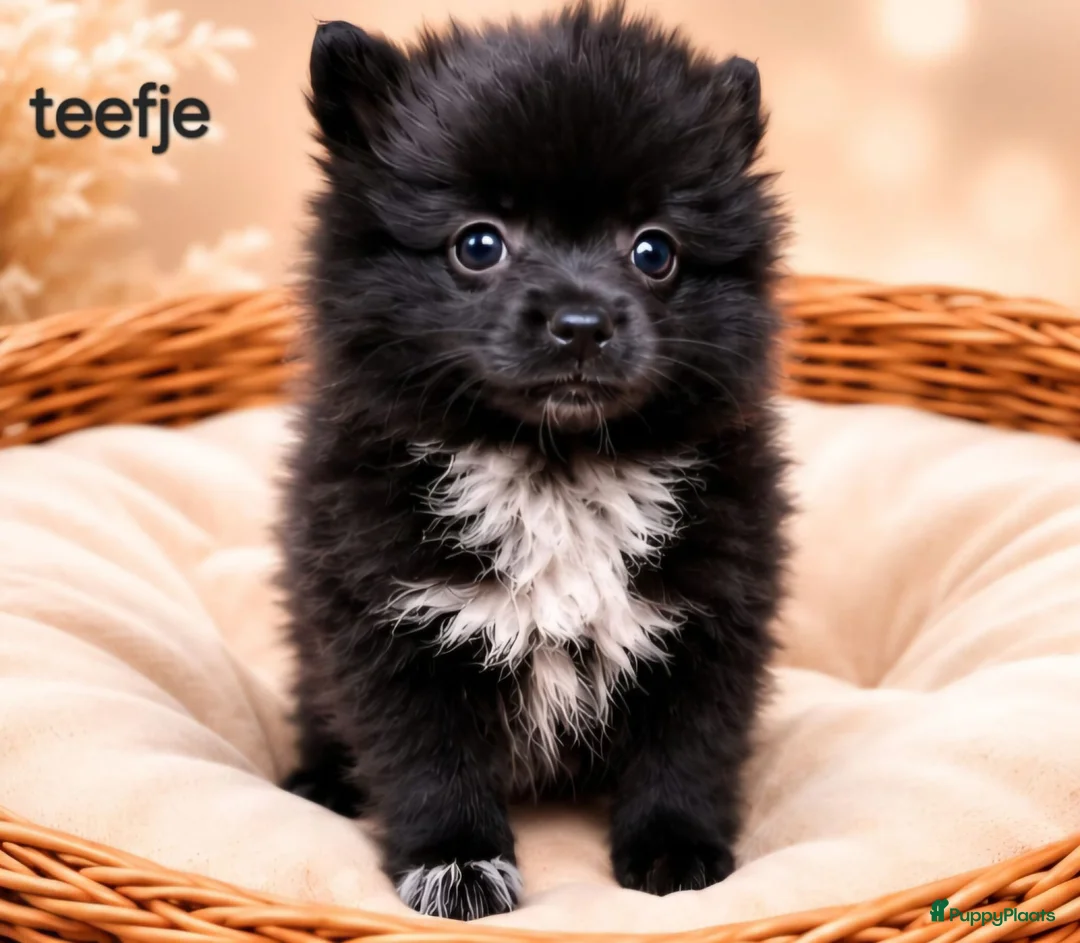 Kruising honden te koop: Mooie pomeriaan/ dwergkees pups - Advertentie 2