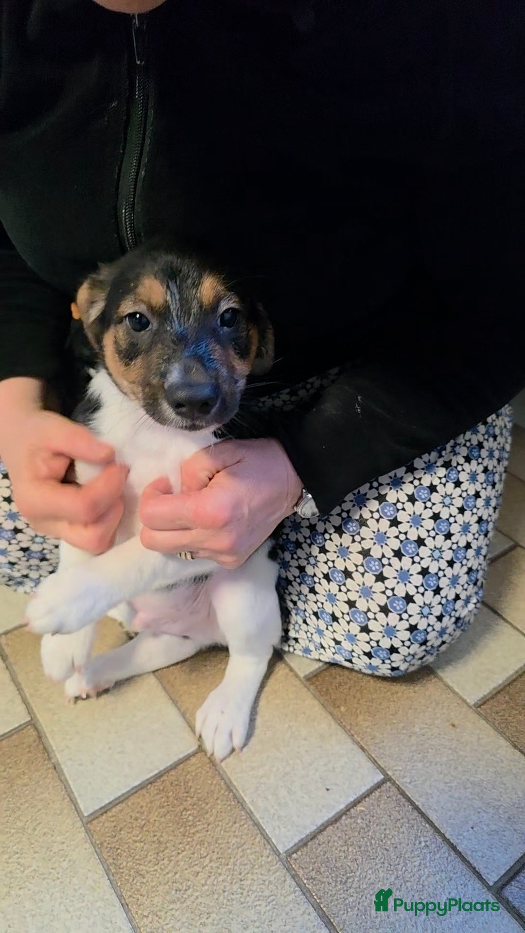 Boerenfox honden Prachtige 100% boerenfox driekleur - Advertentie 1