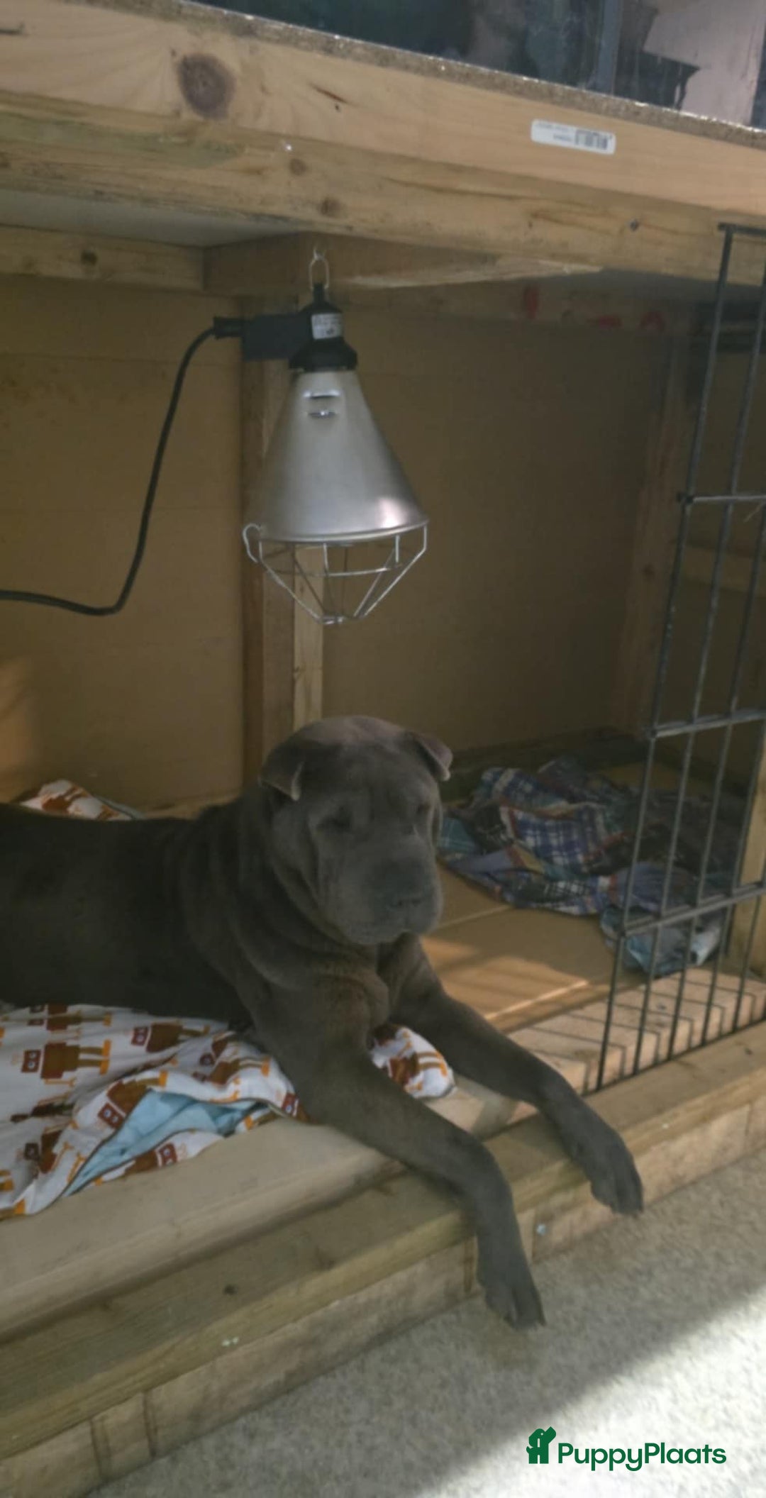 Shar Pei honden te koop: Sharpei - Advertentie 1
