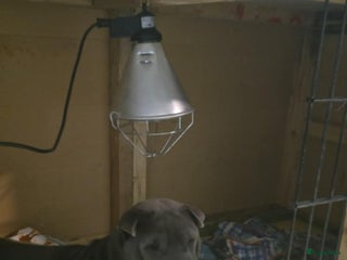 Shar Pei honden Sharpei - Advertentie 1