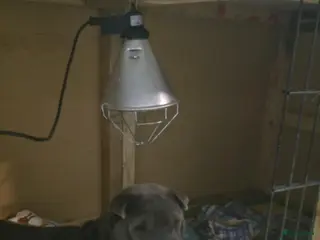 Shar Pei honden Sharpei - Advertentie 4