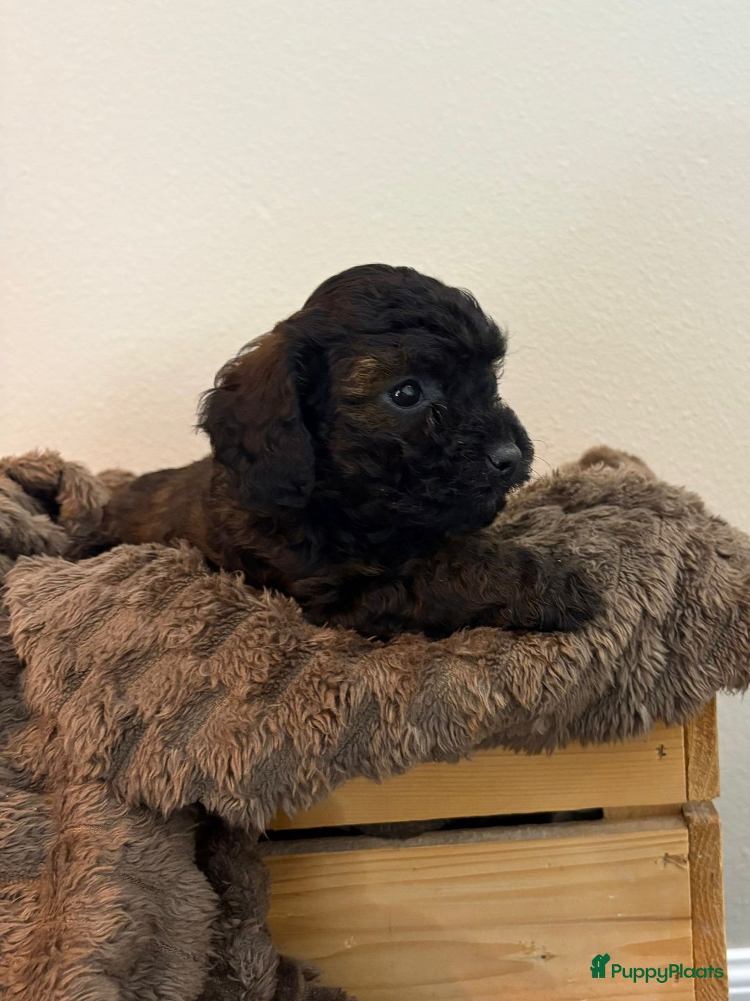 Maltipoo honden te koop: Maltipoo mini pup - Advertentie 7