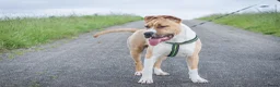 American Staffordshire Terriër honden te koop: Kay - 9 maanden American Staffordshire Terrier FCI - Advertentie 3