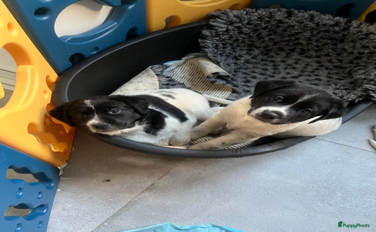 Friese Stabij honden - Advertentie 7