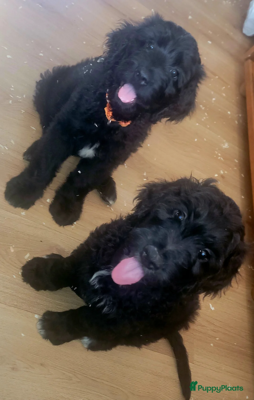 Goldendoodle honden te koop: Golden doodle zwart/wit bijzonder! - Advertentie 2