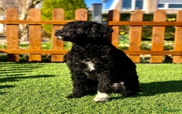 Labradoodle honden te koop: Prachtige Doodle - La Poodle pups te koop  - Afbeelding 13