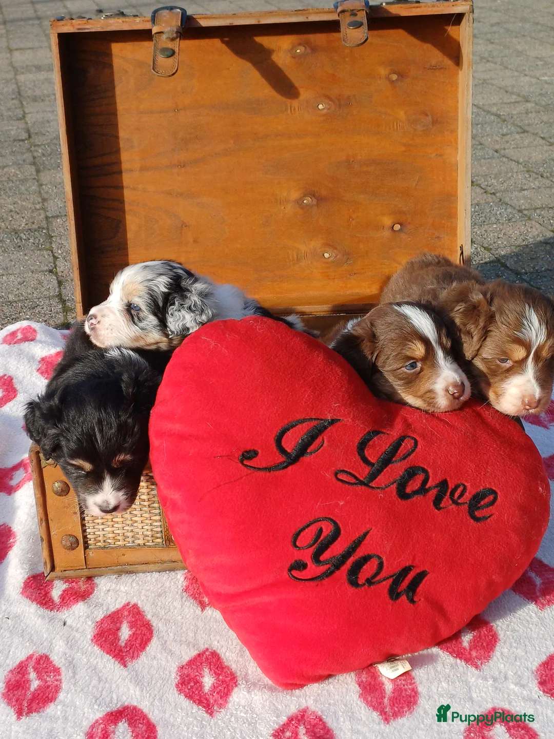 Australian Shepherd honden te koop: Australische Herderpups in Terneuzen - Advertentie 2