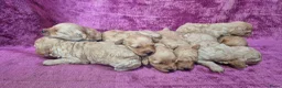 Cockapoo honden te koop: Cockapoo pupjes kleine maat - Advertentie 3