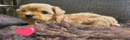Havanezer honden te koop: Raszuivere Havanezer, met FCI stamboom - Advertentie 6