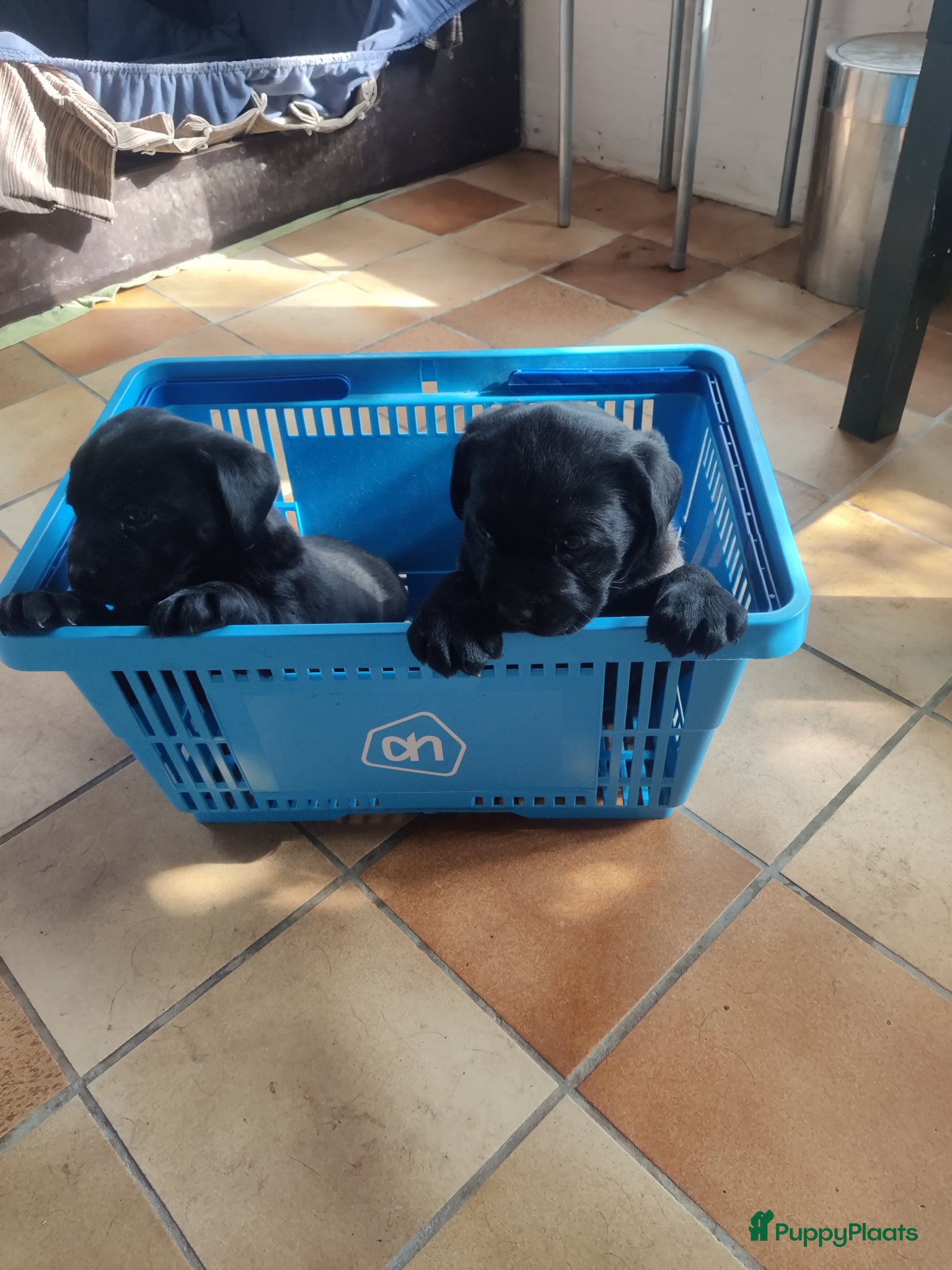 Labrador Retriever honden 2 mooie weldoorvoede zwarte labrador pups te koop - Advertentie 1
