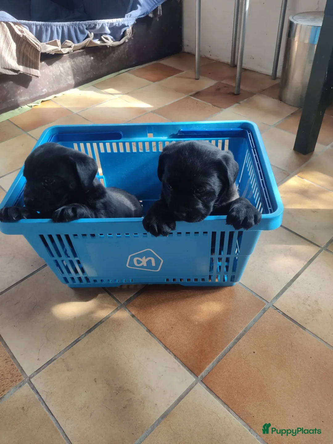 Labrador Retriever honden te koop: 2 mooie weldoorvoede zwarte labrador pups te koop in Roggel - Advertentie 1