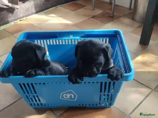 Labrador Retriever honden 2 mooie weldoorvoede zwarte labrador pups te koop - Advertentie 12