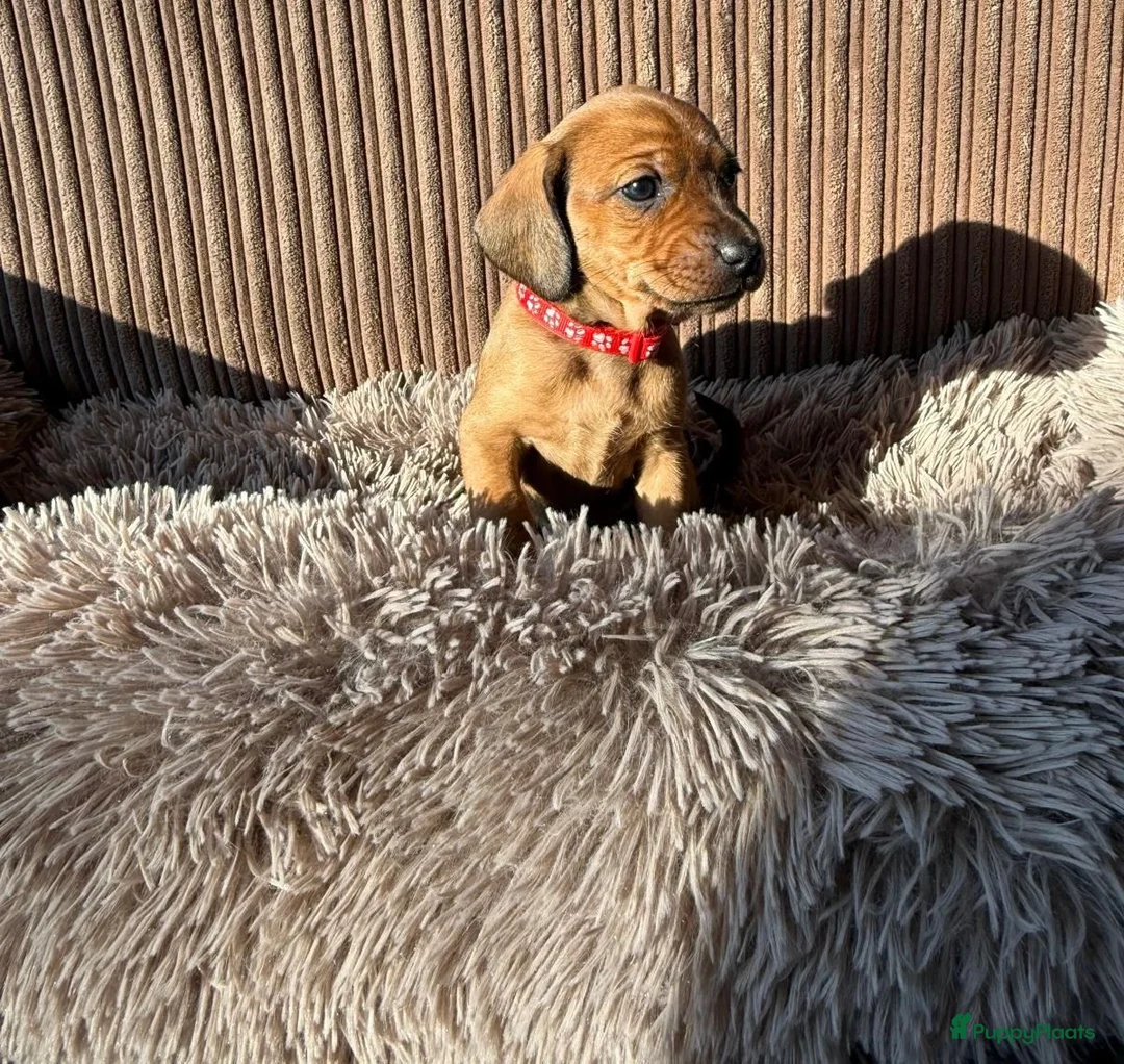 Teckel (korthaar)  honden te koop: Teckel pups - Advertentie 12