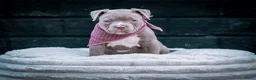 Amerikaanse Bully honden te koop: Amerikaanse pocket bully teefjes  - Advertentie 1
