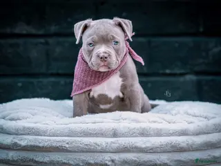 Amerikaanse Bully honden Amerikaanse pocket bully teefjes - Advertentie 1