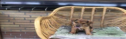 Jack Russel Terriër honden te koop: Mooie lieve Jack Russel puppy’s  - Advertentie 14